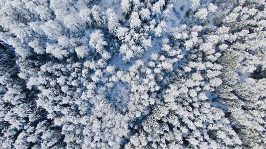冬季背景中高大冷杉树的顶视图运动森林中白雪皑的冷杉的美丽景色图片