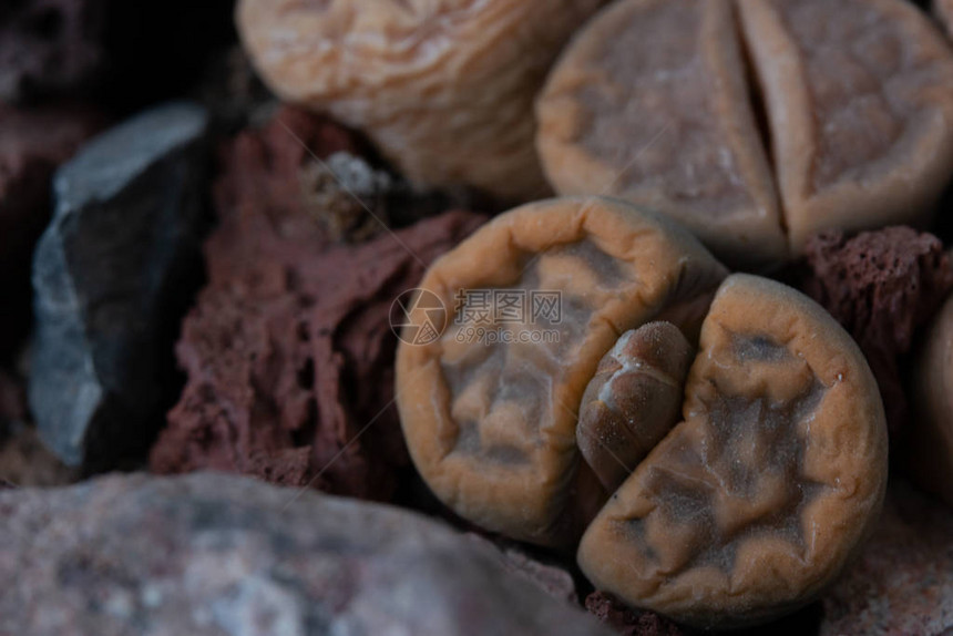 生石花或活石花的特写生石花是冰植物科偶氮科的肉质植物属该属的成员原图片