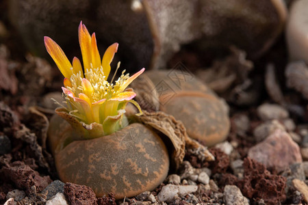 生石花或活石花的特写生石花是冰植物科偶氮科的肉质植物属该属的成员原背景
