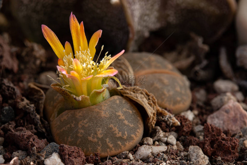 生石花或活石花的特写生石花是冰植物科偶氮科的肉质植物属该属的成员原图片