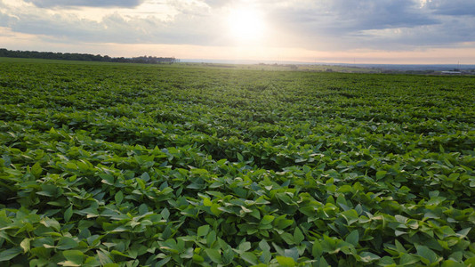 阳光明媚的农业大豆种植园绿色种植的大豆图片