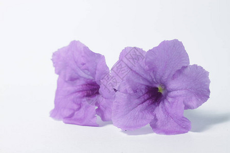 孤立背景上的紫色Ruellia花高清图片