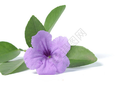 白色孤立背景上的紫色Ruellia花和绿叶高清图片