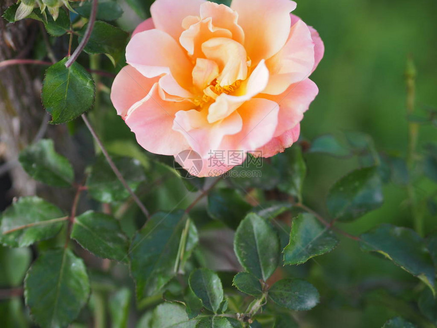 粉红色混合黄红玫瑰插花美丽的花束在模糊的自然背景象征爱情人节在图片