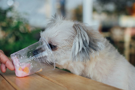 狗如此可爱的混合品种与西施博美犬和贵宾犬坐在木桌户外甜点餐厅等待人们吃冰淇淋或冰雪花饲背景图片