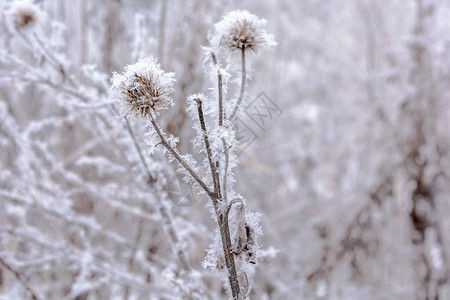冬天雪地里的干植物图片