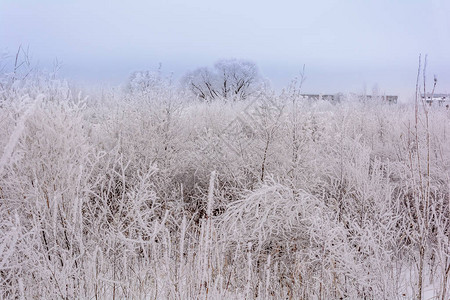 冬天寒冷的草地上的浓雾图片