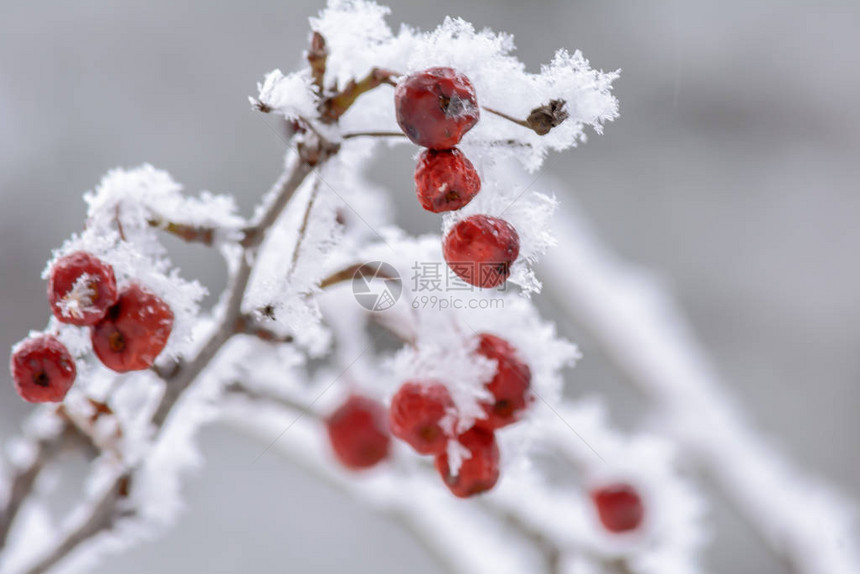 一层霜下的冷冻浆果寒冷的冬天下的雪图片