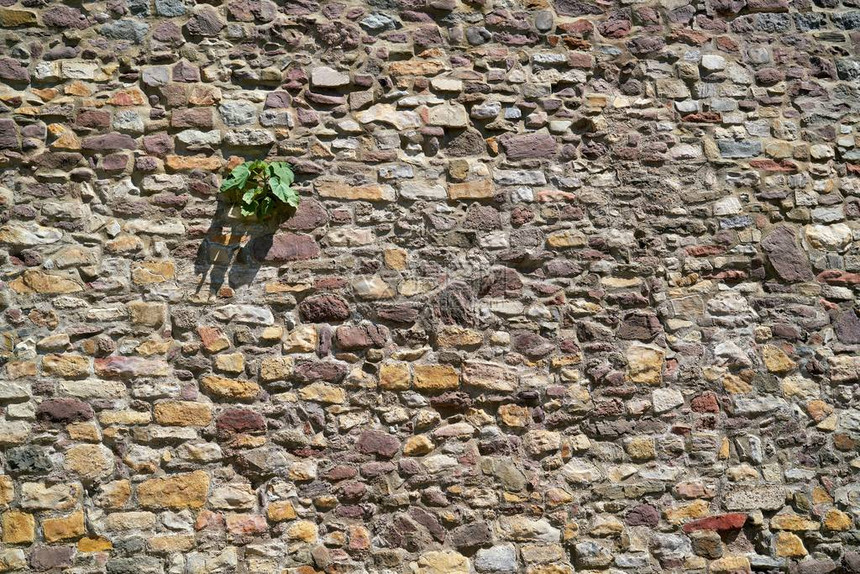 德国Magdeburg历史城墙南瓜植物的生存斗争图片