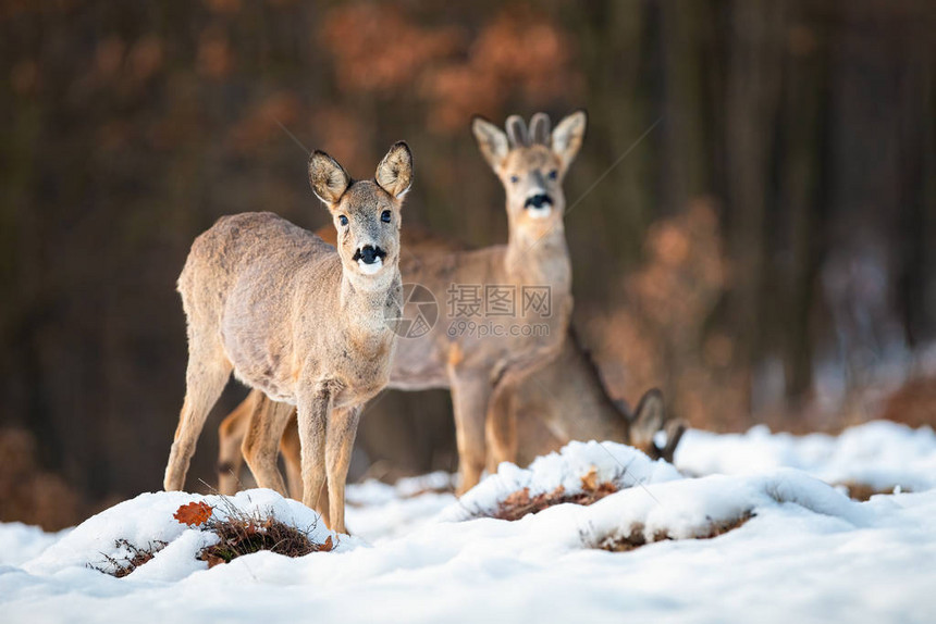 獐鹿狍母鹿和巴克在冬天在雪覆盖的草地上看着相机欧洲斯洛伐克荒野中棕色毛皮的图片