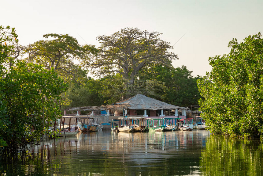 冈比亚红树林拉敏旅馆传统的长船森林中的绿色红图片