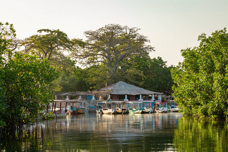 冈比亚红树林拉敏旅馆传统的长船森林中的绿色红背景图片