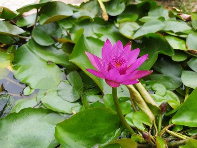 夏季莲花粉红色花图片