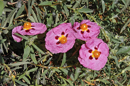 开花中的兰花岩石西斯图x普尔里乌图片