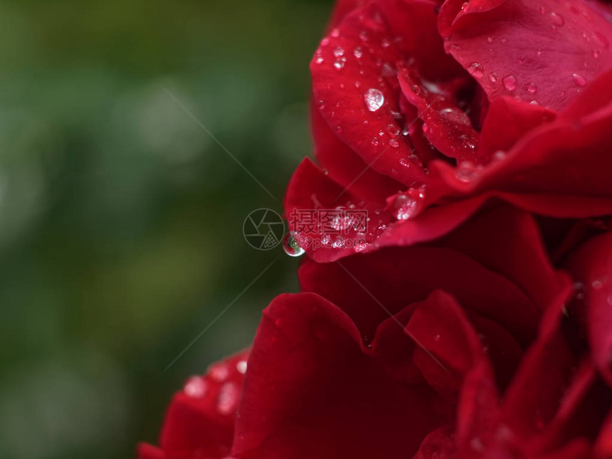 玫瑰雨后的水滴俄罗斯图片
