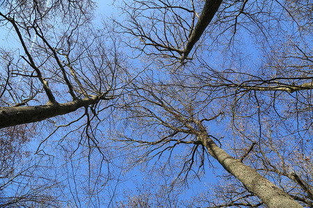 森林中的树梢映衬着明亮的蓝天图片
