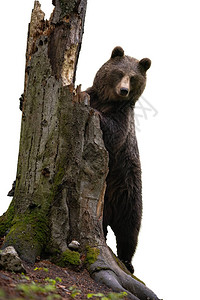 马季斯基棕熊图片