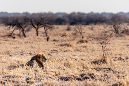 住在Etosha公园平原上的豹状狮子Panthera图片