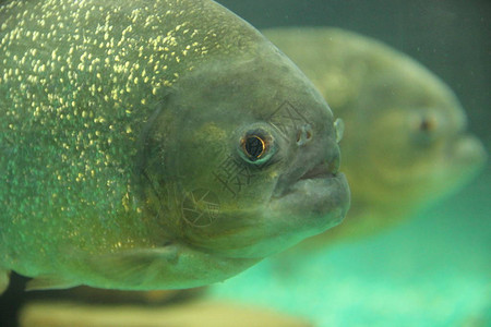 Natterer的食人鱼水族馆中的Serrasalmusnat图片