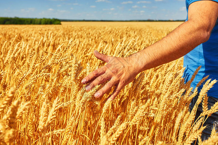 农民手小麦丰收的概念有日图片
