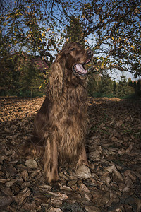 秋天花园里的爱尔兰塞特犬图片