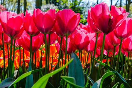 荷兰库肯霍夫郁金香花园的郁金香花坛图片