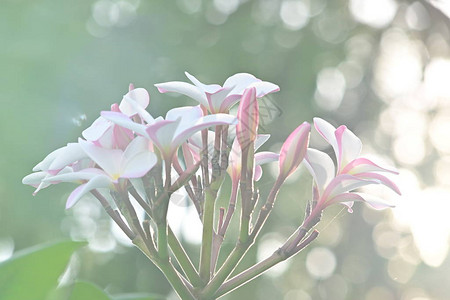 白freangipani羽李花热带花朵背景图片