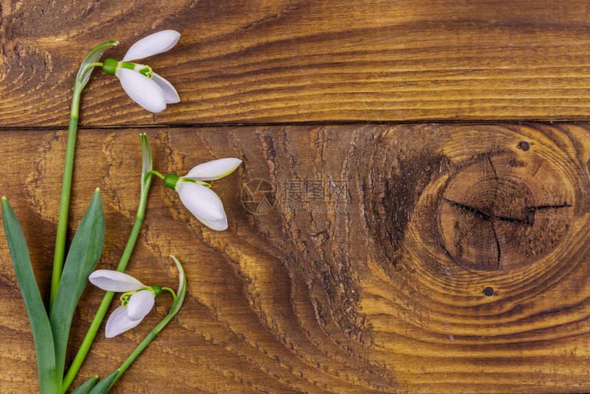 质朴的木质背景上的白色雪花莲束图片