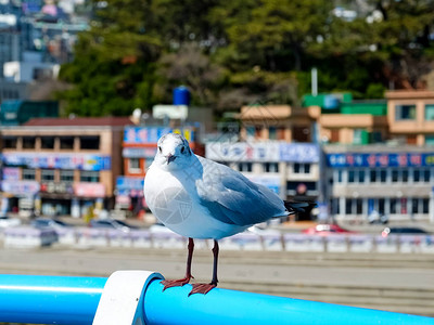 韩国釜山海滩上的海鸥图片