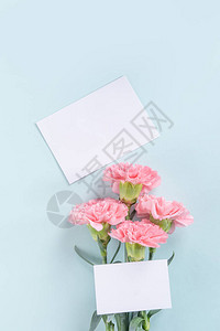 美丽的粉红色康乃馨花亮光蓝桌背景母亲节的鲜花礼物概念顶视图片