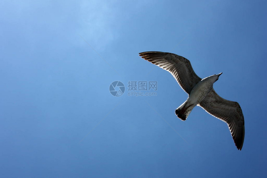 蓝天上飞翔的海鸥图片