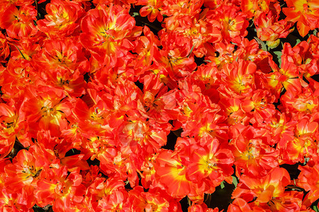 荷兰花椰菜园Keukenhof的郁金香花床图片