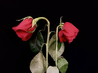 黑色背景上的一对枯萎的红玫瑰一束鲜花中的两朵枯萎的玫瑰概念图片