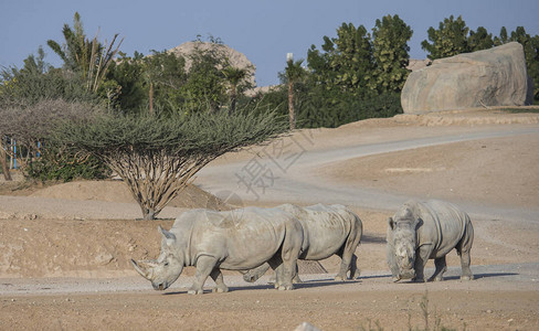 犀牛在大自然中行走的风景照高清图片