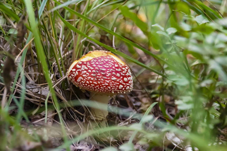 红色的有毒蘑菇图片