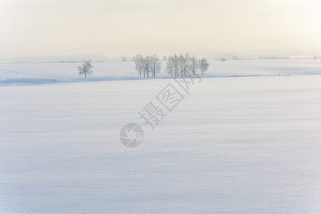 在寒冷的冬天树木孤零的雪原图片