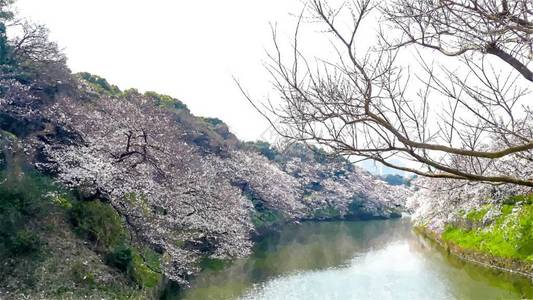 日本东京Chidarigafuc图片