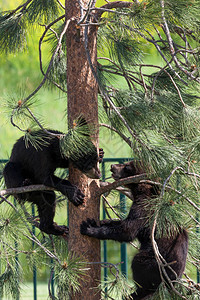 两只黑熊宝爬上一棵小松树背景图片