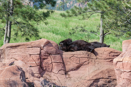 一只大黑熊睡在一张疯狂的石头上面图片
