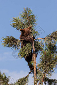 一只勇敢的小棕熊爬上一棵瘦松树顶部图片