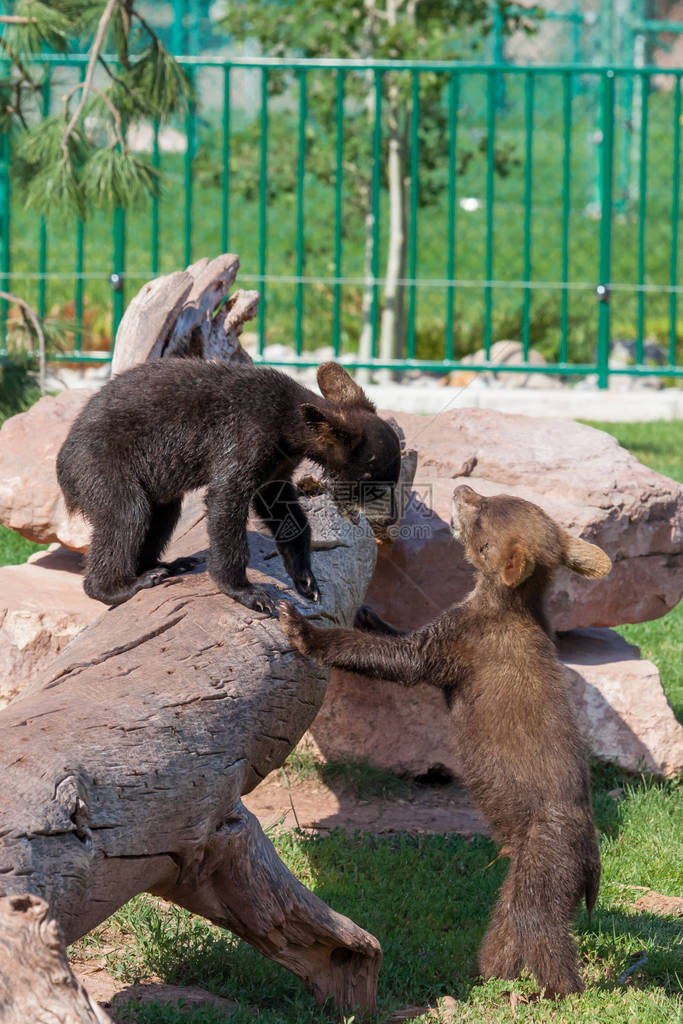 一头棕熊和一只黑熊玩着古老的枯木在阳光中图片