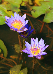 彩池中两朵闪亮的紫花的垂直图像和背景背景图片