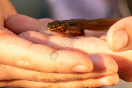 漂亮的雄高山蝾螈在儿童手中进行生物检查和户外动物学习图片