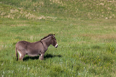一只野驴住在南达科他州的Cusster公园图片