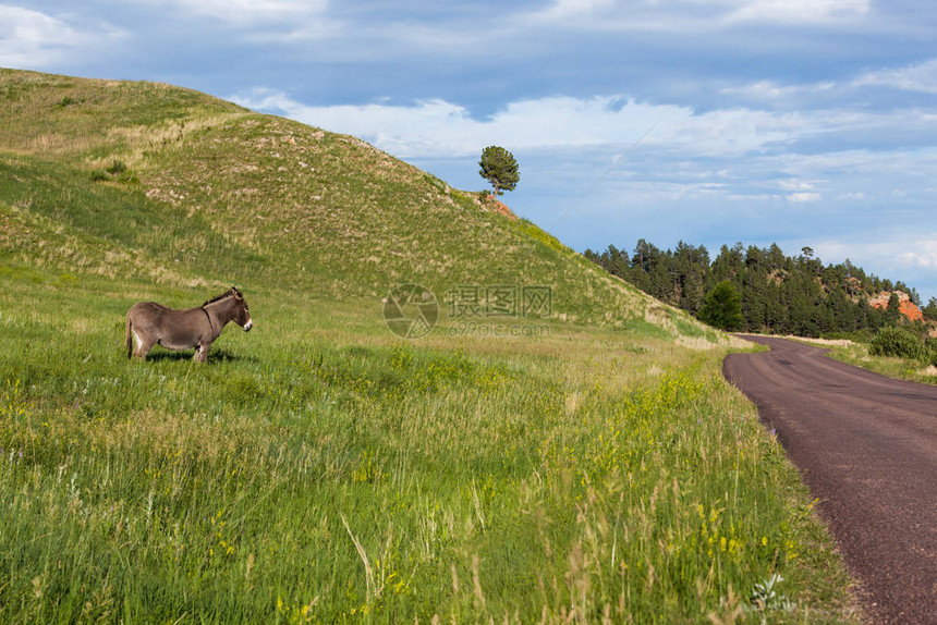 一只野驴住在南达科他州的Cusster公园图片