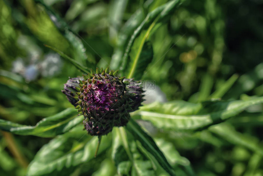野生苏格兰蓟的图像紫色花朵由绿色锯齿状圆形灯泡支撑和保护绿图片