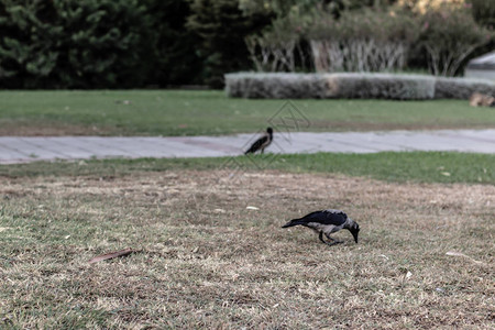 一鸟在公园吃东西图片