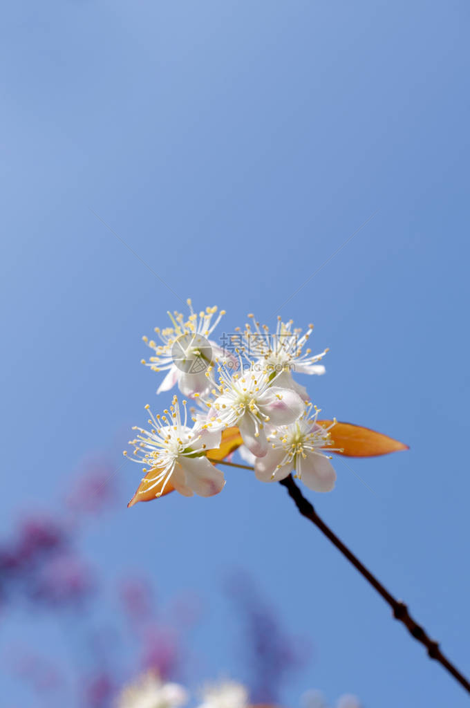 巴西樱桃Eugeniauniflora花朵图片