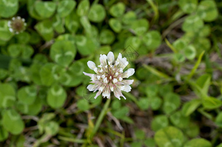 白三叶草Trifoliumrepens图片