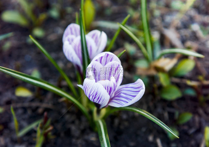 春初有紫罗兰花椰子的春天自然背景图片